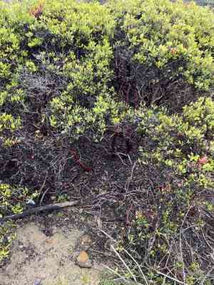 Hooker's manzanita(Arctostaphylos hookeri)