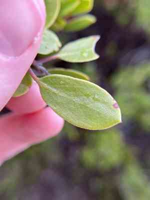 Hooker's manzanita(Arctostaphylos hookeri)