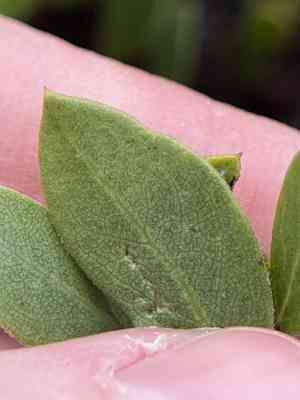 Hooker's manzanita(Arctostaphylos hookeri)