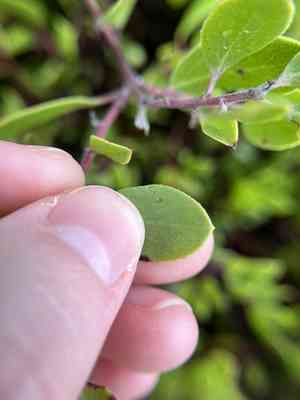 Hooker's manzanita(Arctostaphylos hookeri)