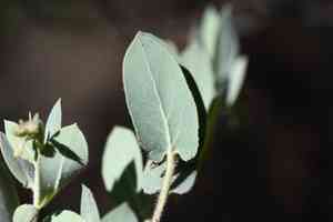 Hoover's manzanita(Arctostaphylos hooveri)