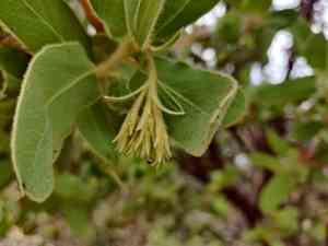 Hoover's manzanita(Arctostaphylos hooveri)