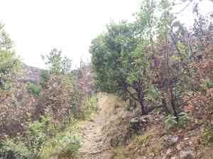 Hoover's manzanita(Arctostaphylos hooveri)