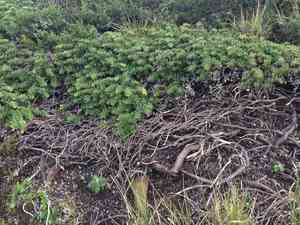 San bruno mountain manzanita(Arctostaphylos imbricata)