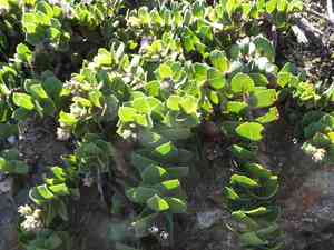 San bruno mountain manzanita(Arctostaphylos imbricata)