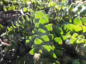 San bruno mountain manzanita(Arctostaphylos imbricata)