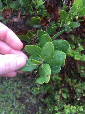 Island manzanita(Arctostaphylos insularis)