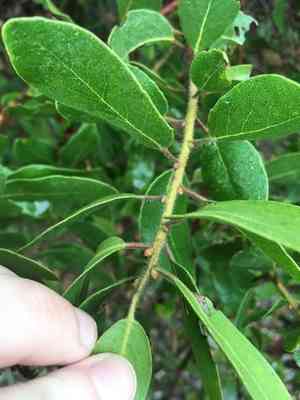 Island manzanita(Arctostaphylos insularis)