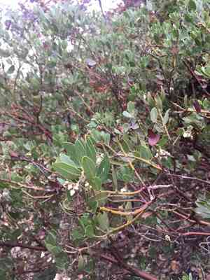 Island manzanita(Arctostaphylos insularis)
