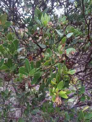 Island manzanita(Arctostaphylos insularis)