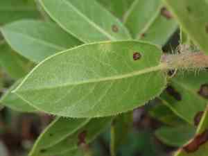 Montara manzanita(Arctostaphylos montaraensis)