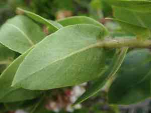 Montara manzanita(Arctostaphylos montaraensis)
