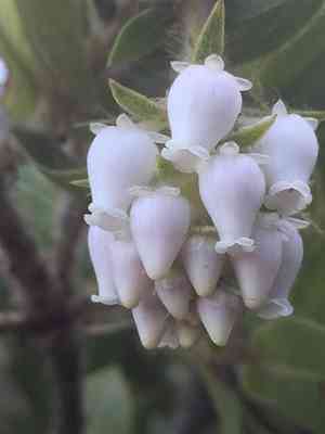 Montara manzanita(Arctostaphylos montaraensis)