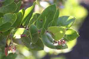 Montara manzanita(Arctostaphylos montaraensis)