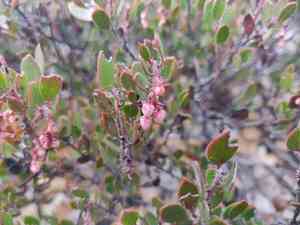Ione manzanita(Arctostaphylos myrtifolia)