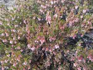 Ione manzanita(Arctostaphylos myrtifolia)