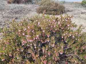 Ione manzanita(Arctostaphylos myrtifolia)