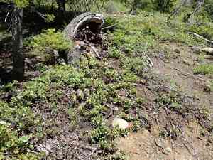 Pinemat manzanita(Arctostaphylos nevadensis)