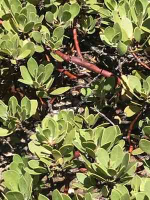 Pinemat manzanita(Arctostaphylos nevadensis)