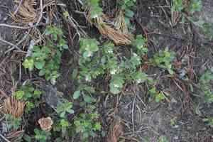 Pinemat manzanita(Arctostaphylos nevadensis)