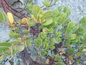 Pinemat manzanita(Arctostaphylos nevadensis)