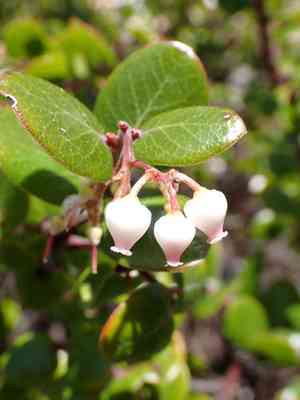 Fort bragg manzanita(Arctostaphylos nummularia)