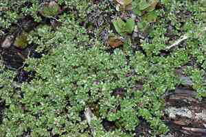 Fort bragg manzanita(Arctostaphylos nummularia)