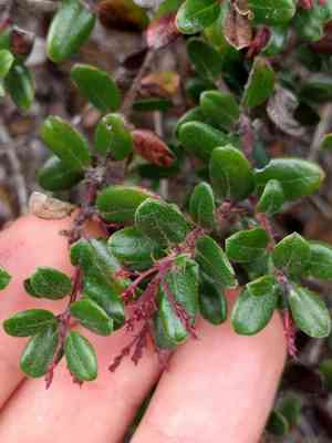 Fort bragg manzanita(Arctostaphylos nummularia)