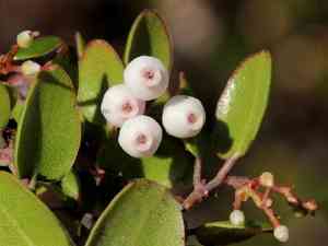 Fort bragg manzanita(Arctostaphylos nummularia)