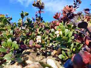 Pacific manzanita(Arctostaphylos pacifica)
