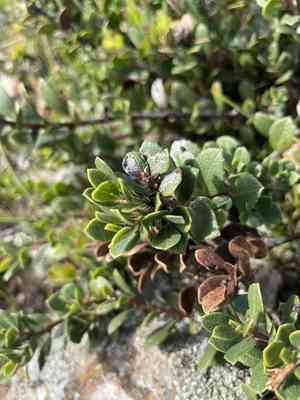 Pacific manzanita(Arctostaphylos pacifica)