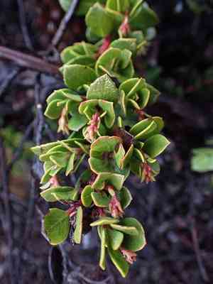 Pacific manzanita(Arctostaphylos pacifica)
