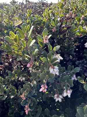 Pacific manzanita(Arctostaphylos pacifica)