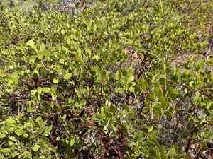 Greenleaf Manzanita(Arctostaphylos patula)