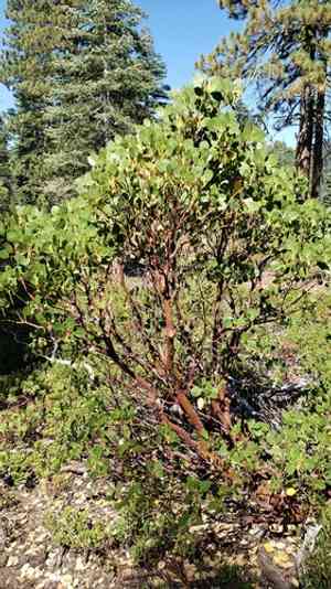 Greenleaf Manzanita(Arctostaphylos patula)