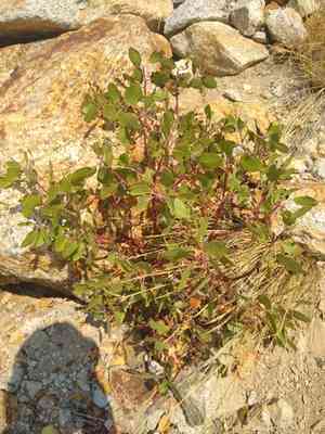 Greenleaf Manzanita(Arctostaphylos patula)