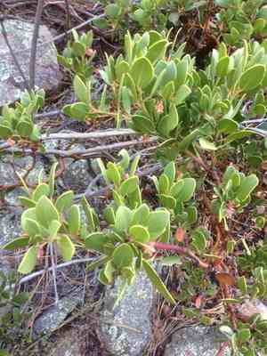 Greenleaf Manzanita(Arctostaphylos patula)