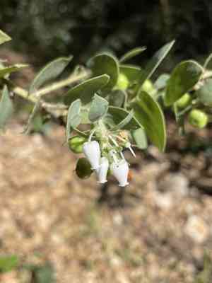 Pecho manzanita(Arctostaphylos pechoensis)