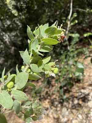 Pecho manzanita(Arctostaphylos pechoensis)