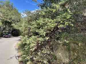 Pecho manzanita(Arctostaphylos pechoensis)