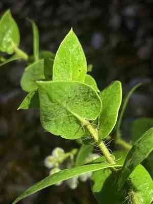Pecho manzanita(Arctostaphylos pechoensis)