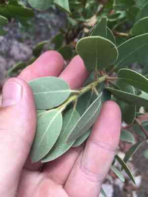 Pinkbracted manzanita(Arctostaphylos pringlei)