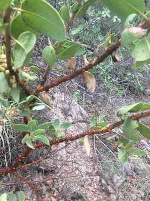 Pinkbracted manzanita(Arctostaphylos pringlei)