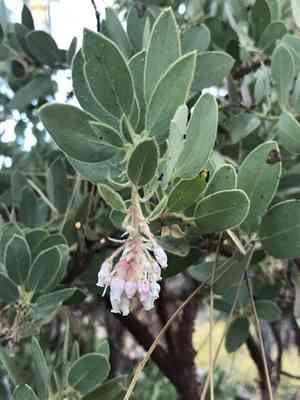 Pinkbracted manzanita(Arctostaphylos pringlei)