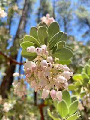 Pinkbracted manzanita(Arctostaphylos pringlei)