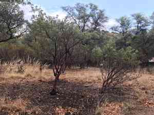 Pointleaf Manzanita(Arctostaphylos pungens)