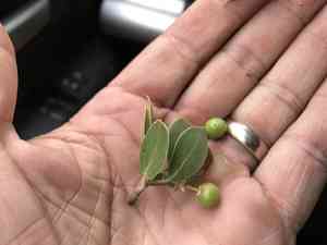 Pointleaf Manzanita(Arctostaphylos pungens)