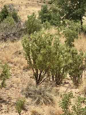 Pointleaf Manzanita(Arctostaphylos pungens)