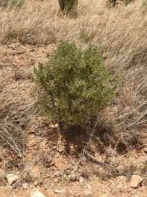 Pointleaf Manzanita(Arctostaphylos pungens)