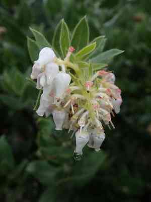 Kings mountain manzanita(Arctostaphylos regismontana)
